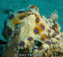 Blue Ringed Occy and i think he's trying to say "that's q... by Rory Ferguson 